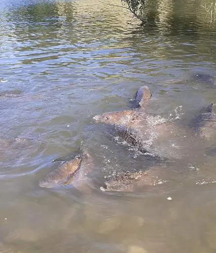 Cenni - Relais Su 公寓